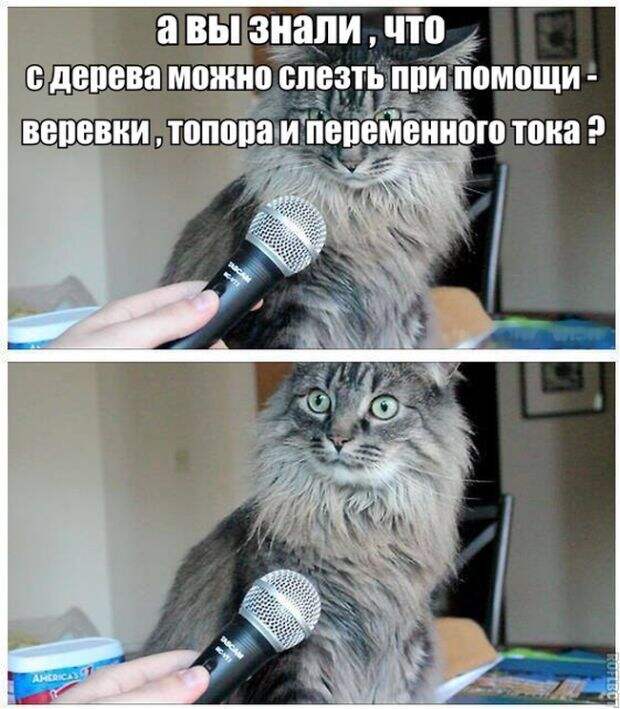 Картинки со смешными подписями картинки, прикол, юмор