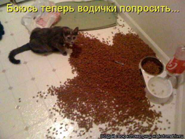 Котоматрица