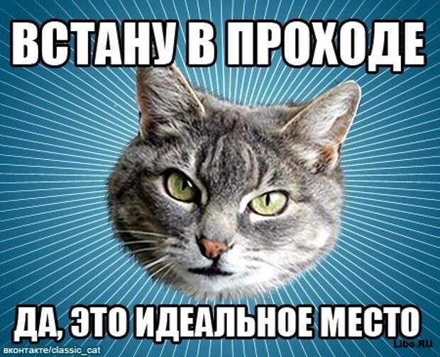 Мем: Типичный Кот