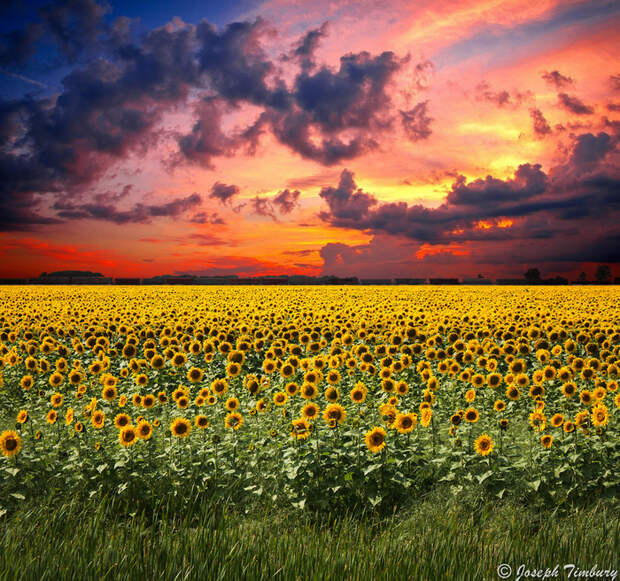 sunflower_sunset_by_josephtimbury-d6ib85o (700x656, 793Kb)