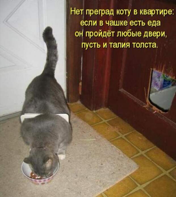 Котоматрица 14