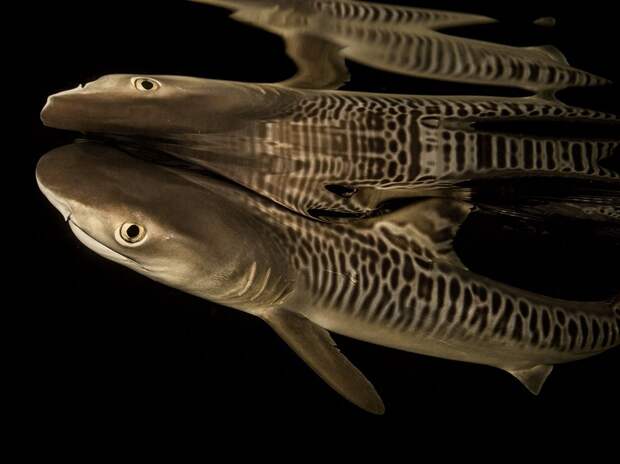 tiger-shark-pup_95157_990x742