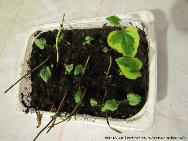 IMG_2836 (640x480, 194Kb)