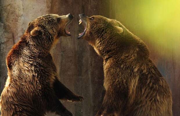 медведи дерутся