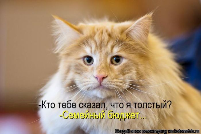 Лучшие котоматрицы недели (50 фото) Лучшие котоматрицы недели (50 фото)