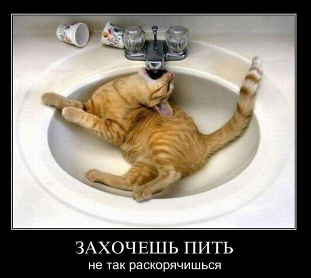 Демотиваторы (39 фото)