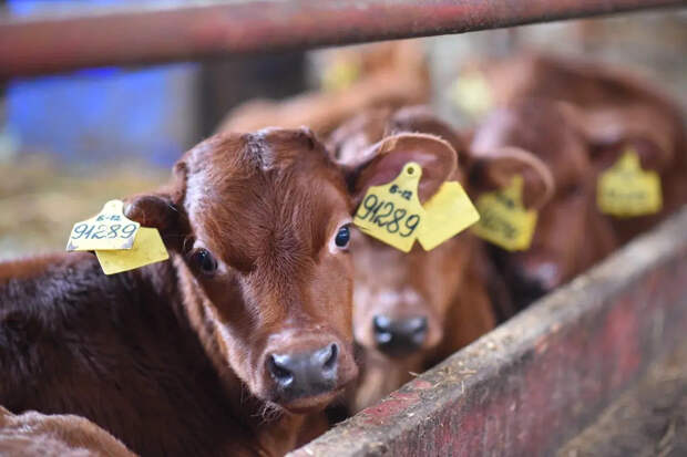 Массовый убой скота в Сибири: что скрывают власти под диагнозом "пастереллез"
