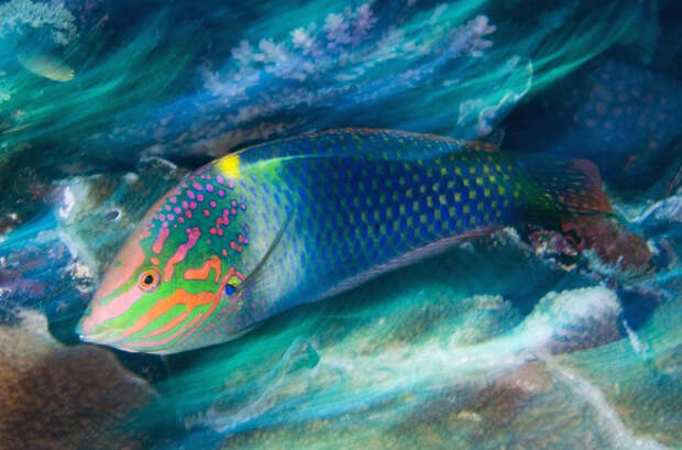 Волшебство океана Фотография: Волшебство океана №10 - BigPicture.ru