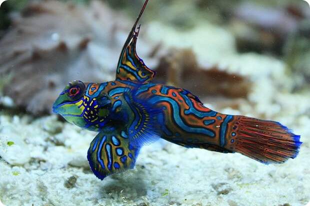 Мандаринка рыба (лат. Synchiropus splendidus)