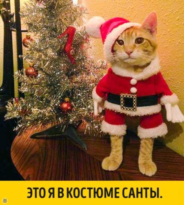 Животные, готовые к Новому году 9