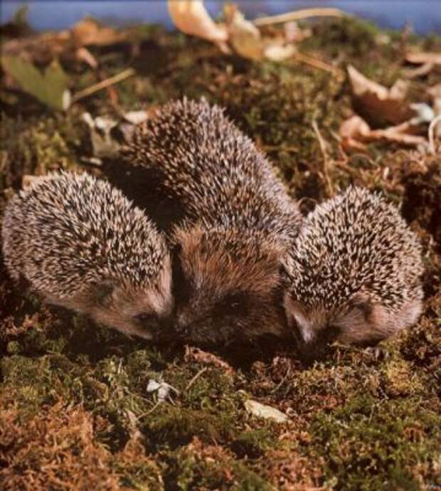http://animalworld.com.ua/images/2009/July_09/Animal/Erinaceus_europaeus/Erinaceus_europaeus_8.jpg