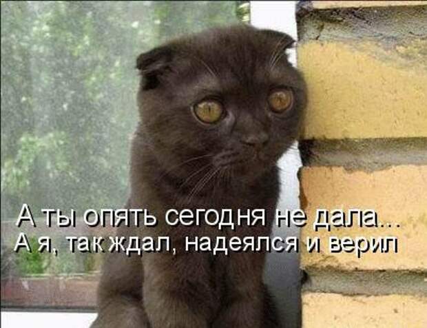 Котоматрица юморная (38 фото)