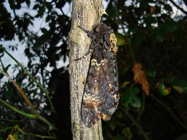 Мертвая голова - бабочка (Acherontia atropos)