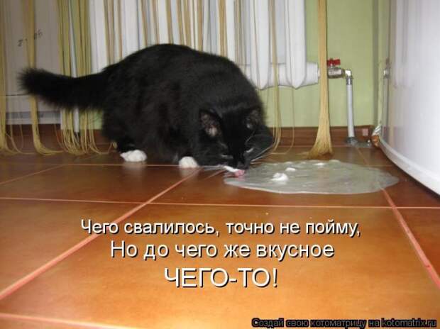 Котяры на приколе и их шаловливые друзья (35 фото)