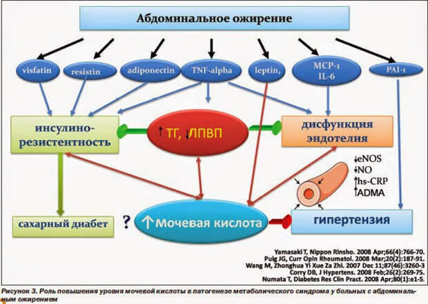Мочевая кислота повышена: влияние на здоровье