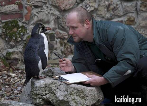 Приколы про пингвинов (30 фото) Приколы про пингвинов (30 фото)