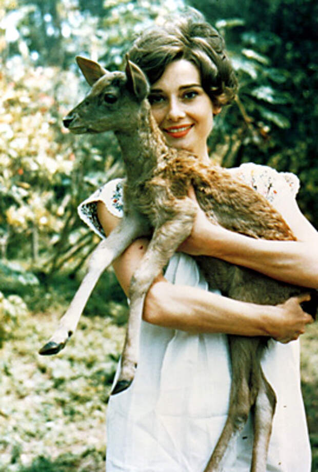Одри Хепберн, олененок Пиппин. Фото / Audrey Hepburn, deer Pippin. Photo 