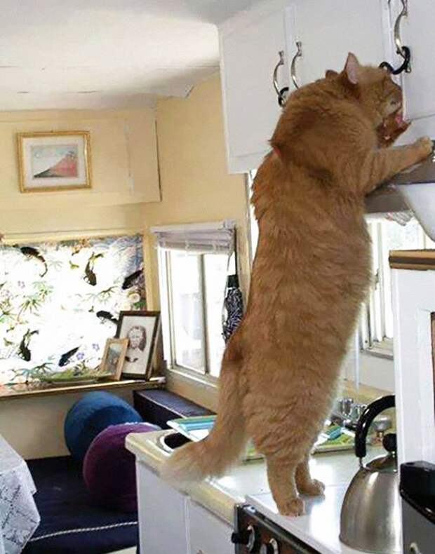 самая большая кошка 
