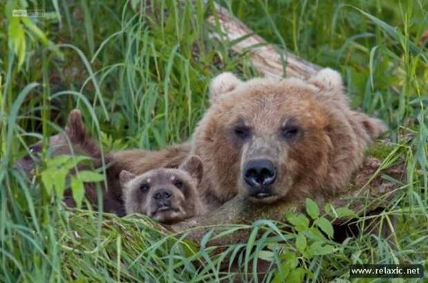 funny_animals_023