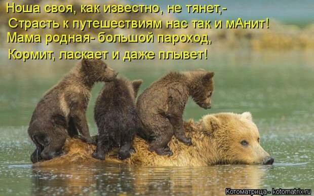 Лучшие котоматрицы недели (50 фото)