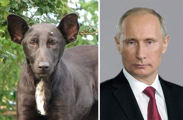 Собака-Путин