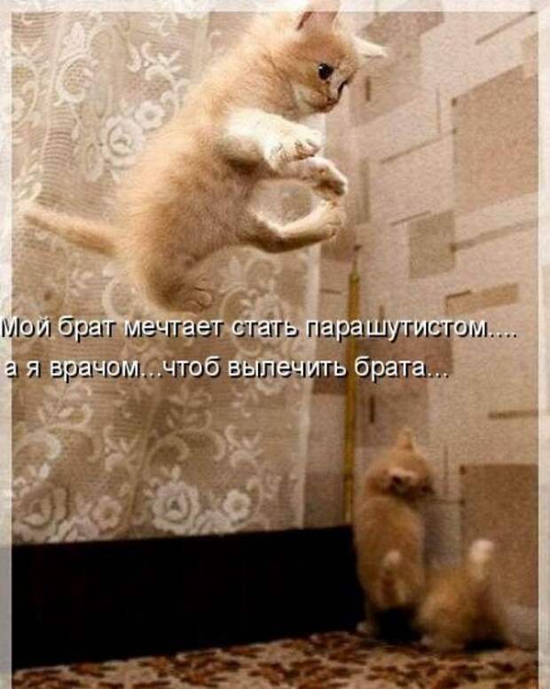 Котоматрица 12