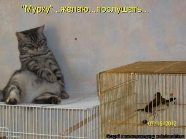 Котоматрицы (забавные картинки с надписями)