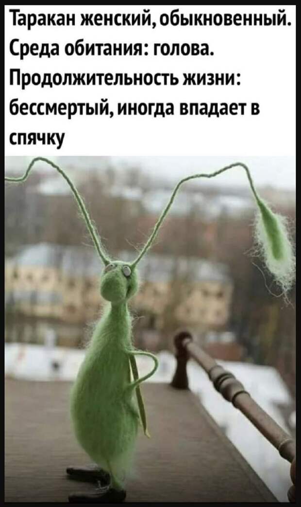 Новые смешные до слёз картинки (28)