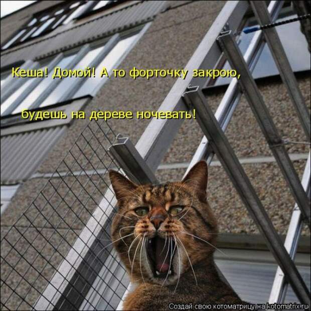 Лучшие котоматрицы недели (50 фото)