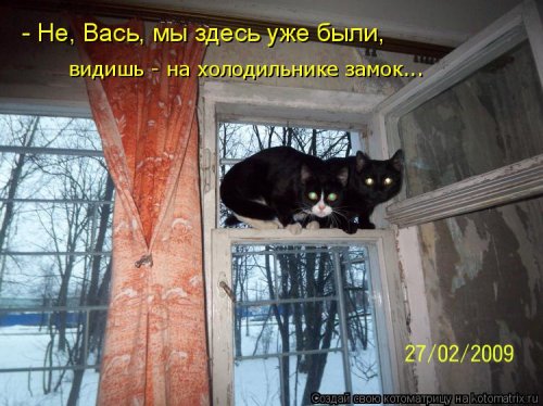 Новая котоматрица на Бугаге (31 фото)