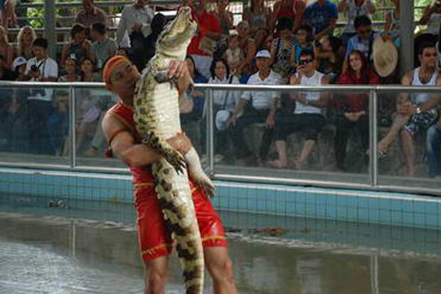 3. Борцы с крокодилами в мире, опасность, профессия, работа