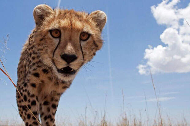 serengeti-1