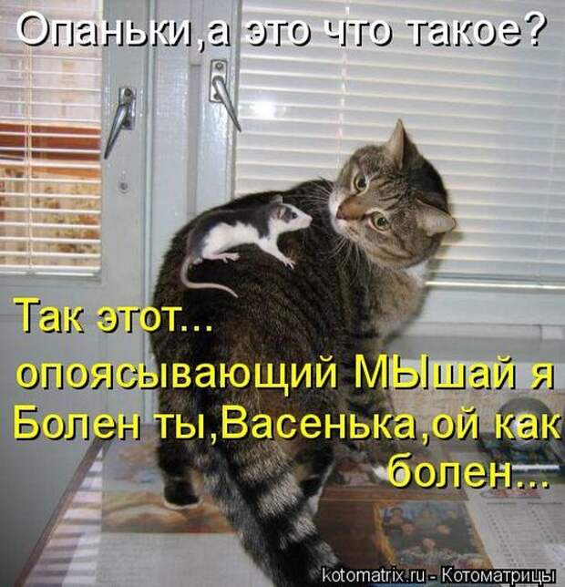 Лучшие котоматрицы недели