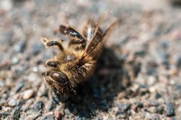 Пчелиный рой атаковал внедорожник Ssang Yong жителя Балашихи