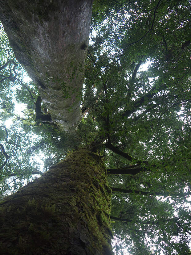 Япония, Якусима, остров, якушима, yakushima, лес, yakusugi land, кедр, мох, поход, зеленый, дерево,