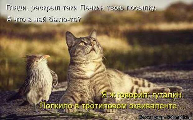 Котоматрицы на первый день весны (18 фото)