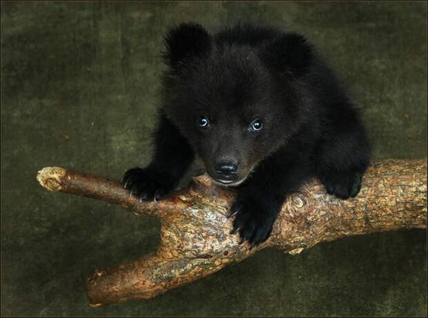 медвежонок