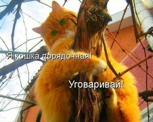 Море позитива от братьев наших меньших