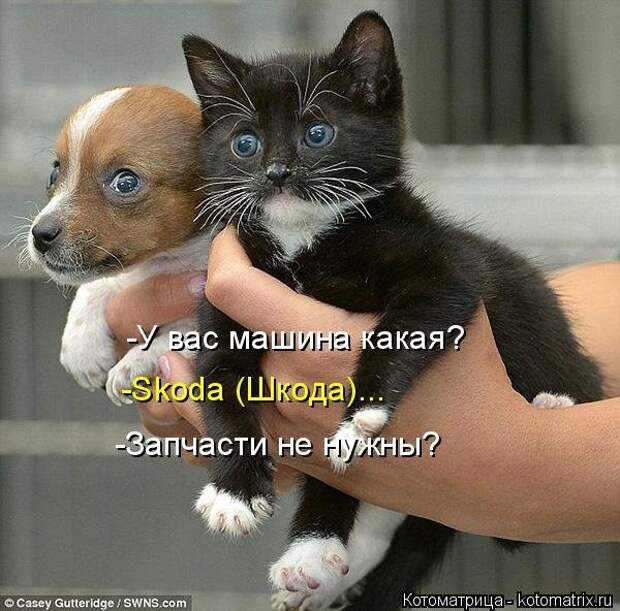 Забавные животные :)