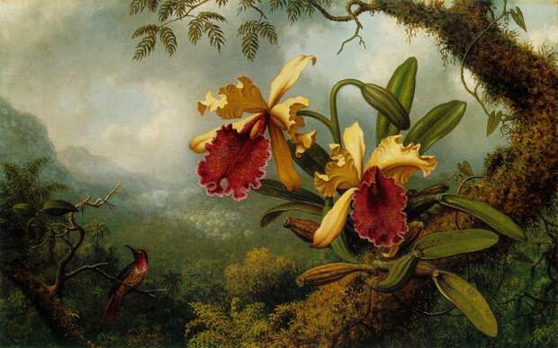 Орхидеи и колибри