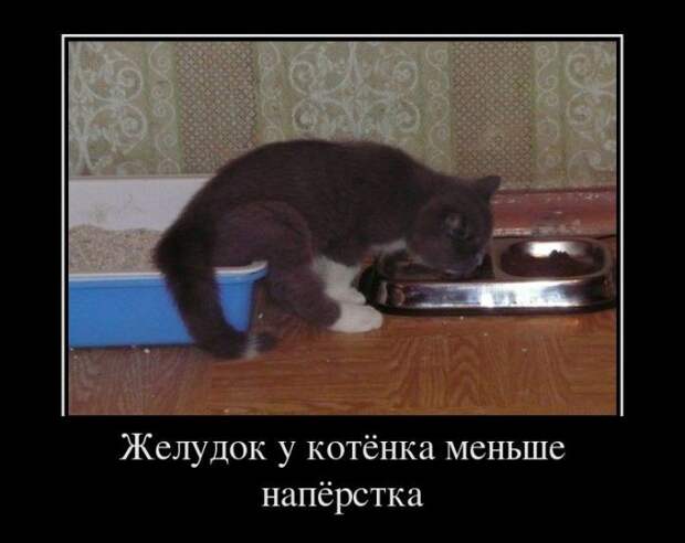Сборник моих демотиваторов демотиватор, сборник