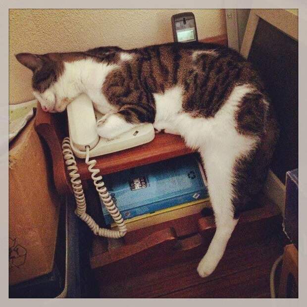 25 кошек, которые спят где угодно