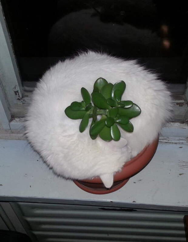 Приколы с котами. часть 12 (29 фото)