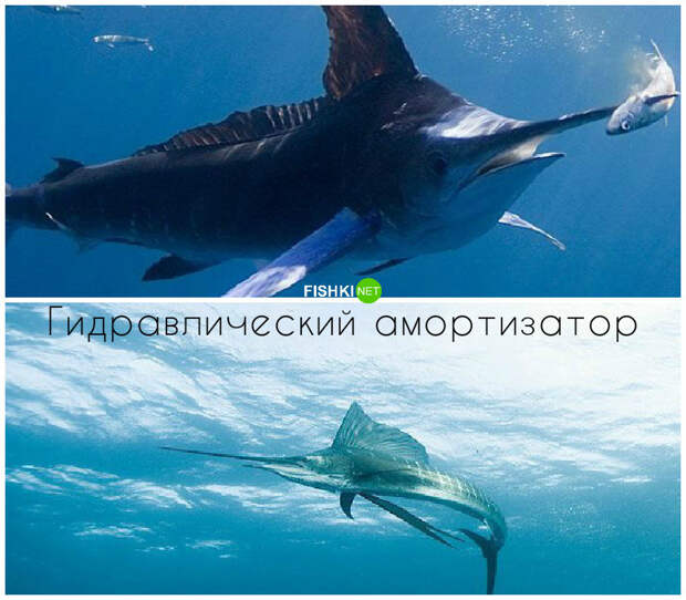 Почему рыба-меч не пострадает, если пробьет лодку живая природа, законы в действии, физика