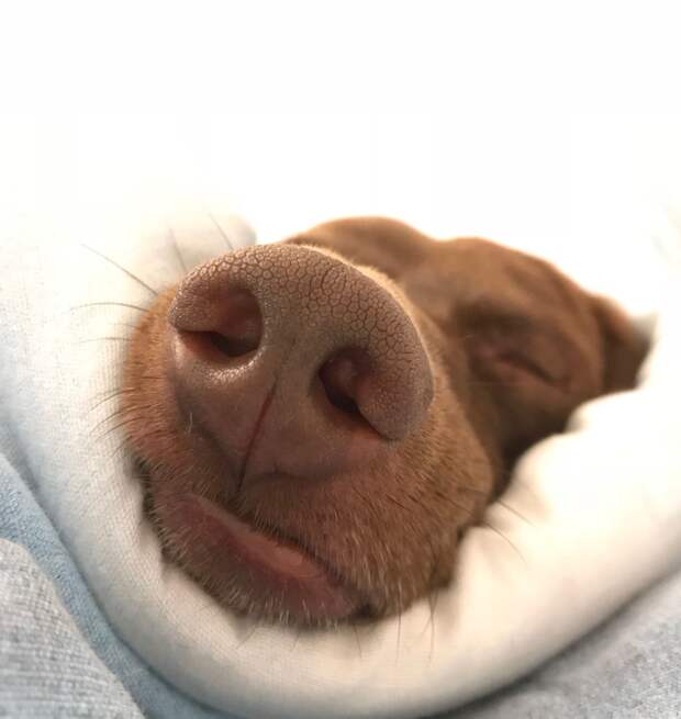 Тайна спящей собаки