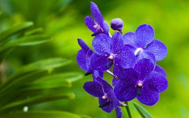 Голубая орхидея ванда