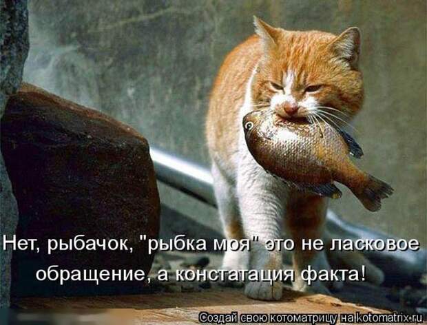 Лучшие котоматрицы недели