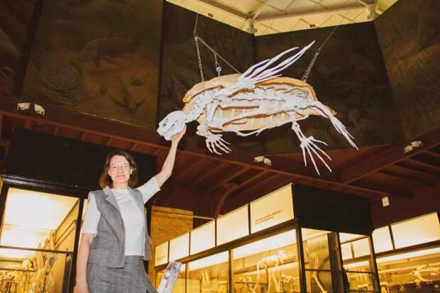 В Зоологическом музее МГУ впервые подвесили скелет тропической кожистой черепахи