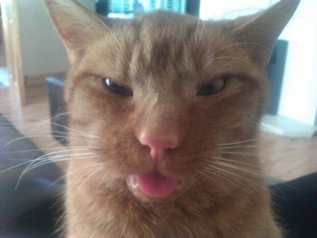коты в похмелье 