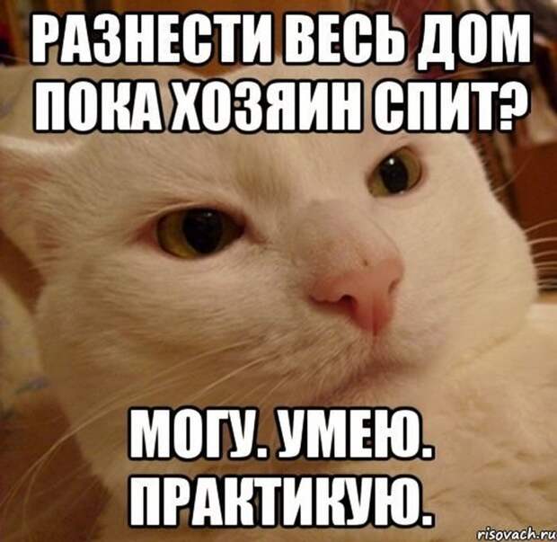 Смешные картинки с подписями катинки, прикол, юмор